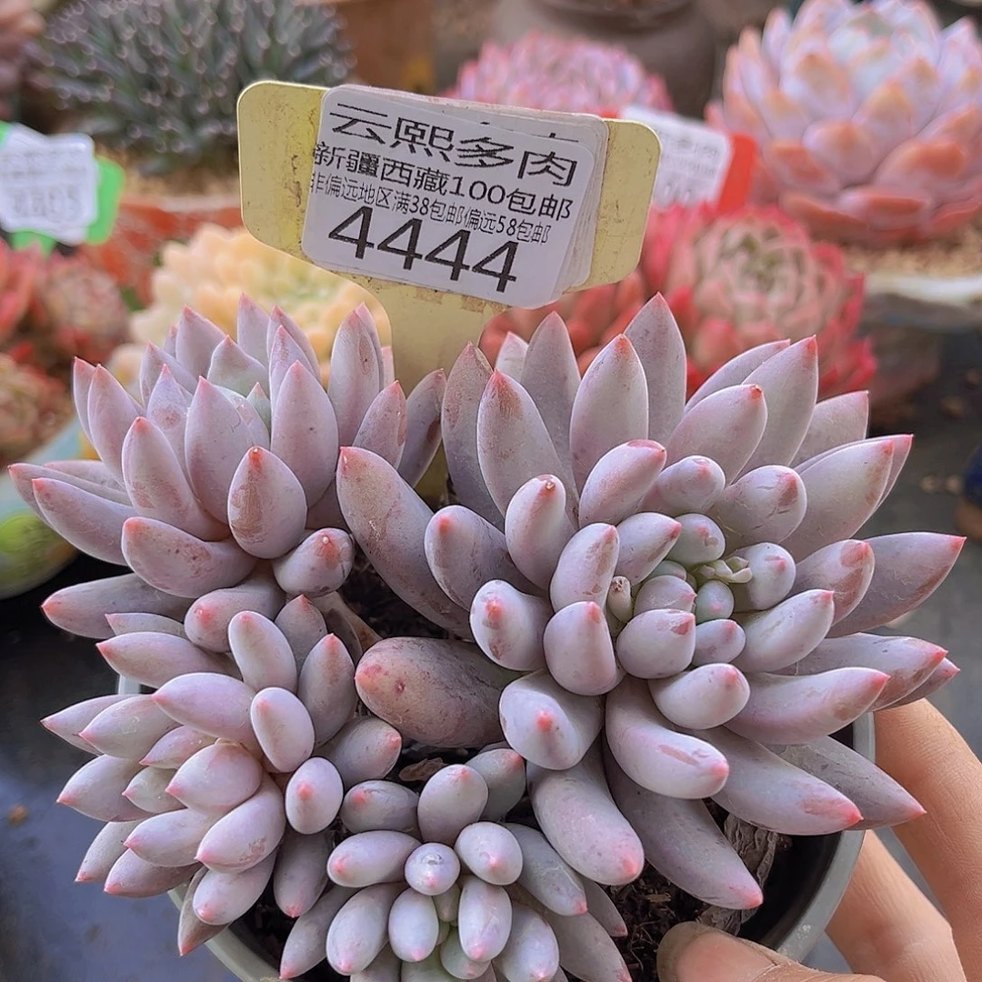 4444所罗门多肉植物