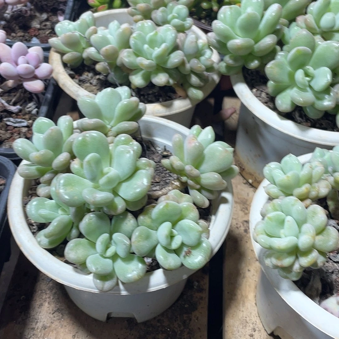 比尔盖茨群生老庄一颗
