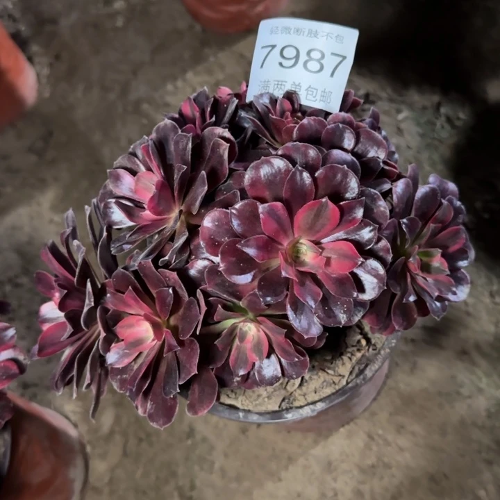 7987美杜莎多肉植物