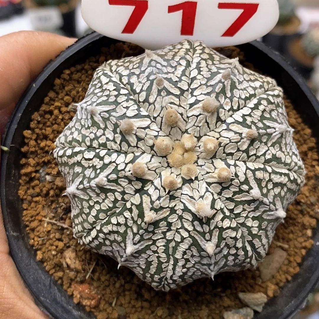 717福利特价来了打榜互