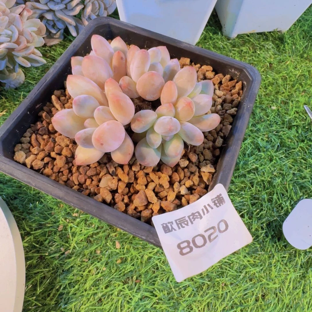 多肉植物香水群8020