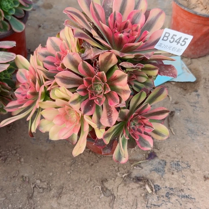 545洛神多肉植物