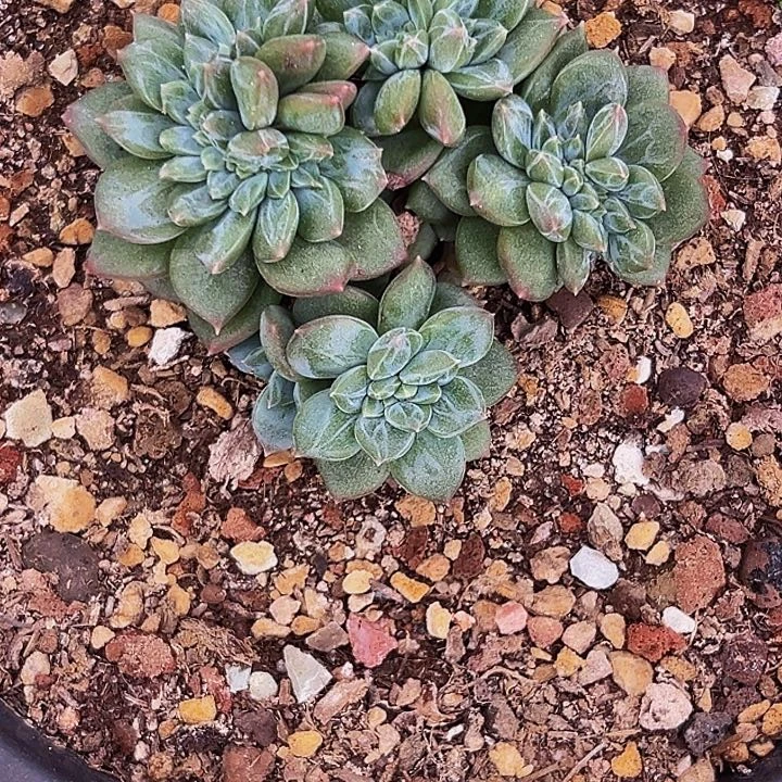 攀***妹1颗美人系列多肉植物