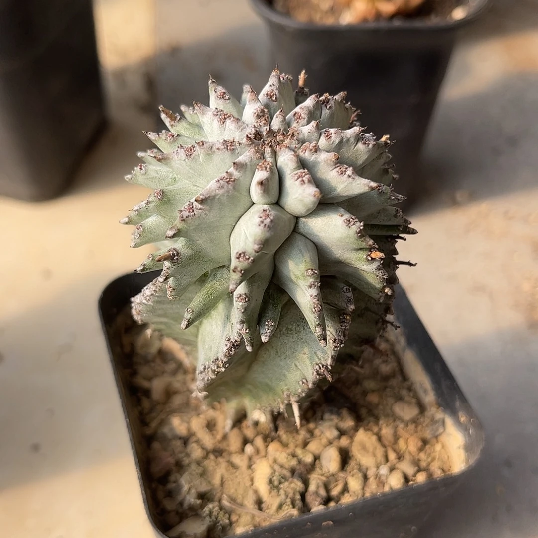 日系白肌角尤魁伟玉