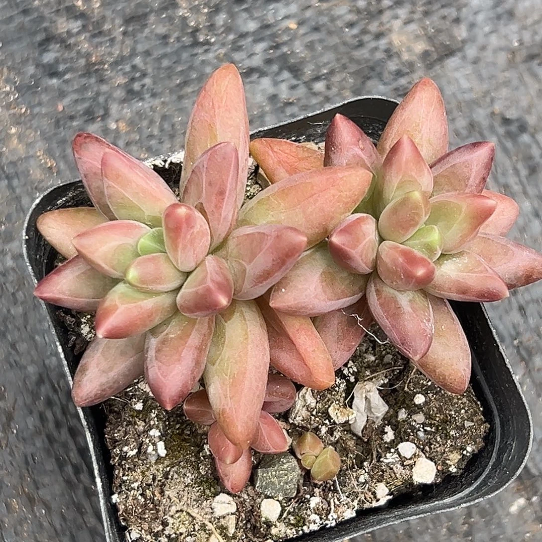 美美金品多肉美人系