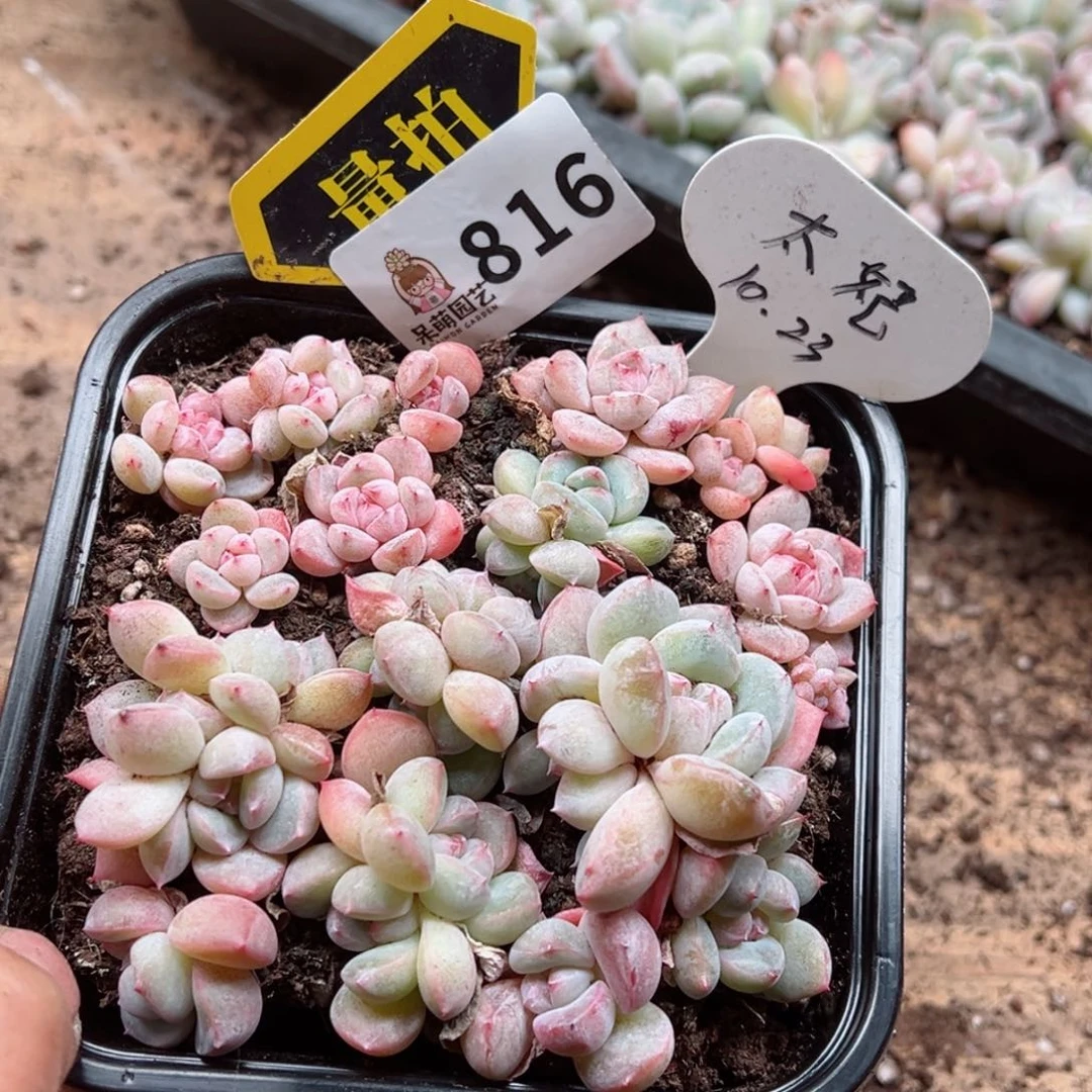 多肉植物多肉植物