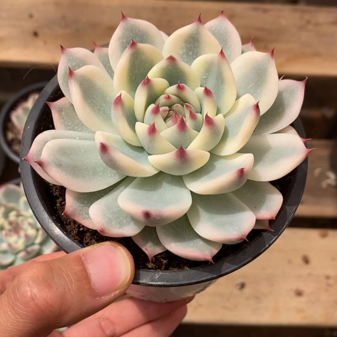 吉娃娃锦多肉植物6920