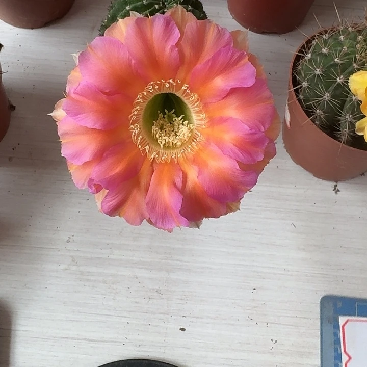 完全开放01摘花脱土发货