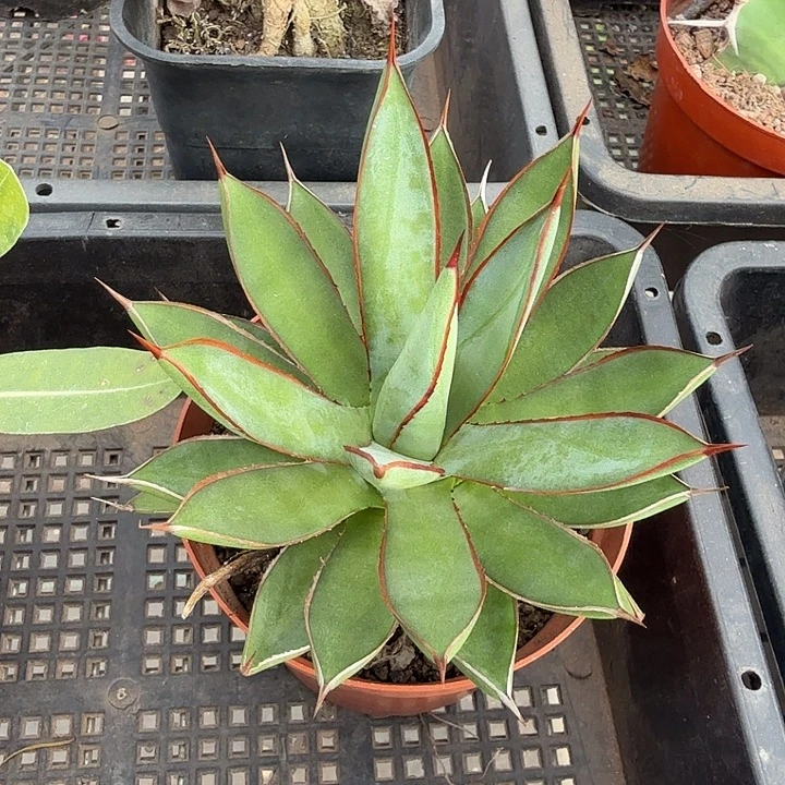 红边龙单头11龙舌兰