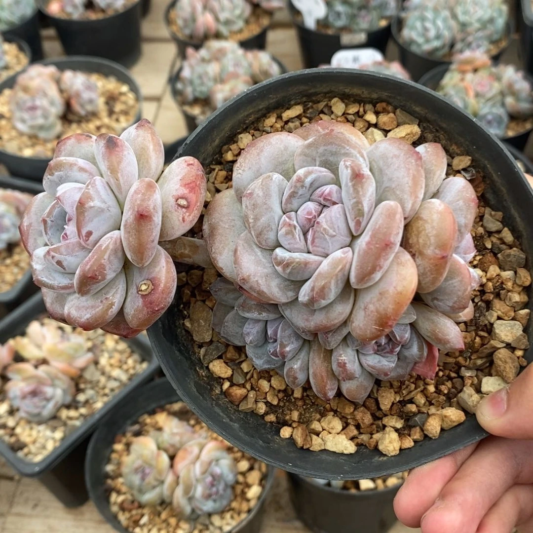 六头大长腿绿底紫心