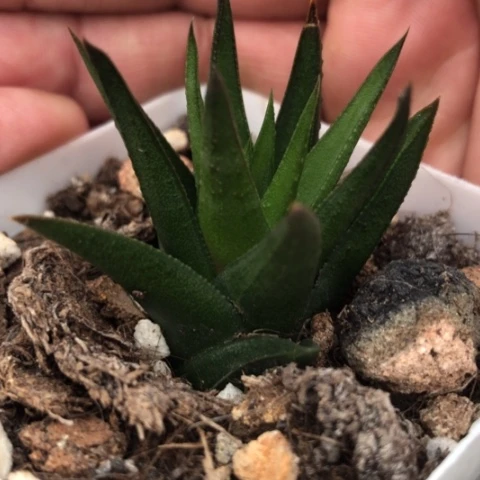 原始硬叶带盆发货