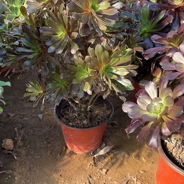 多肉植物法师灰法36