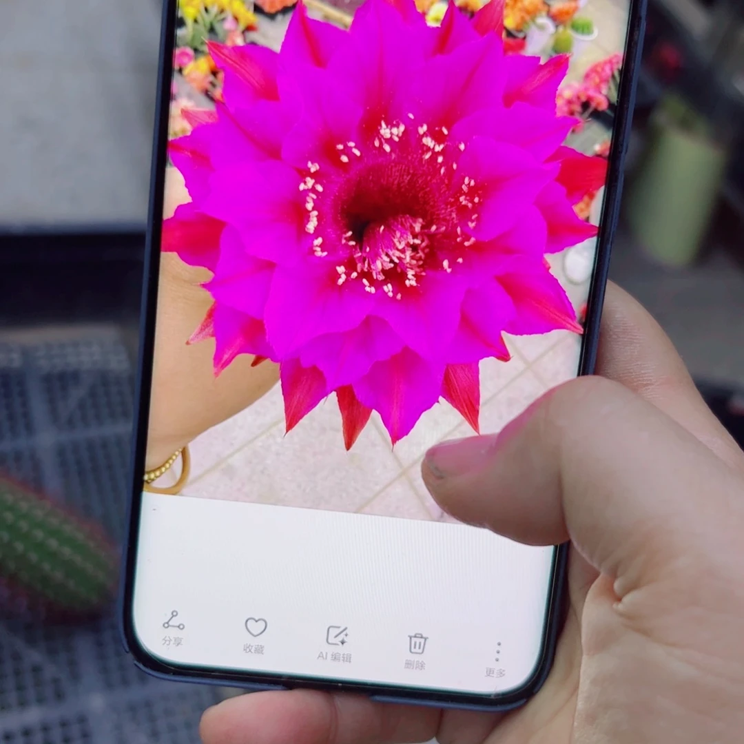 下100彩草紫霞 歪无根侧芽4公分左右20包邮