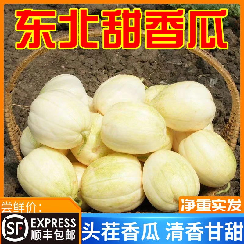 【2025头茬】东北香瓜特产小甜瓜整箱白糖罐蜜瓜甜瓜新鲜现摘水果