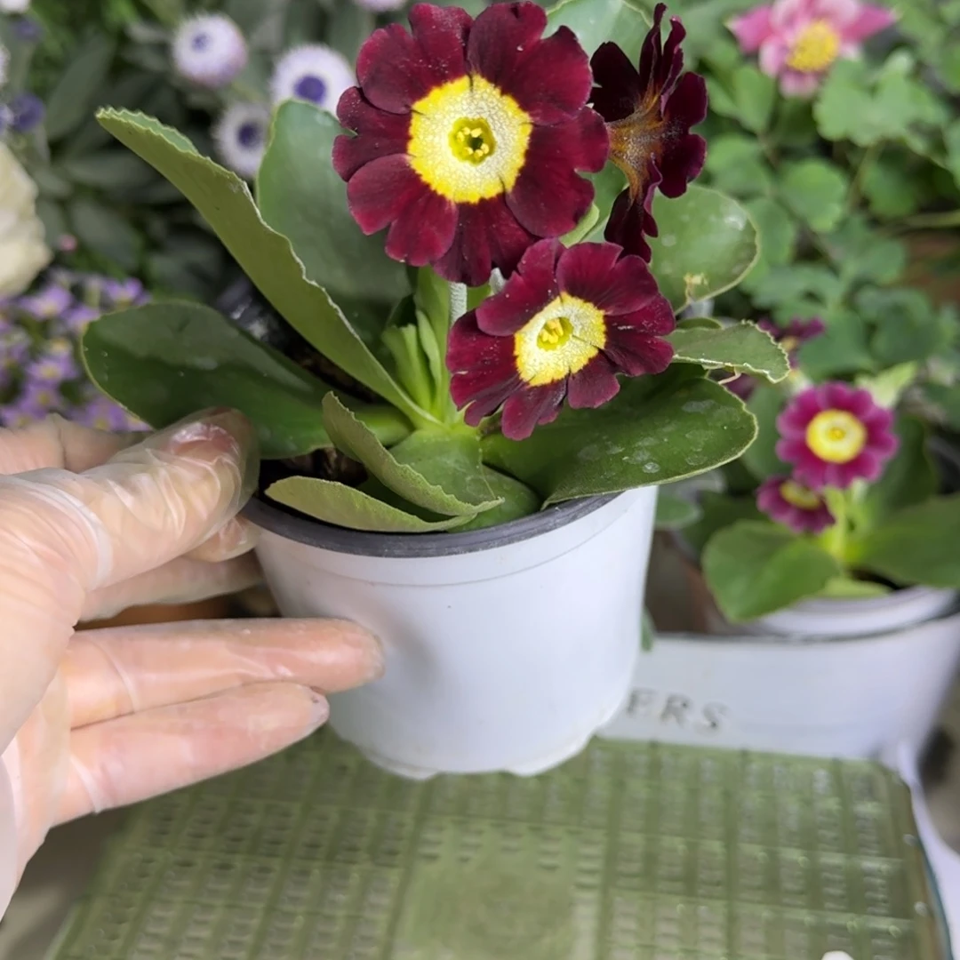 一物一拍  耳叶报春A749