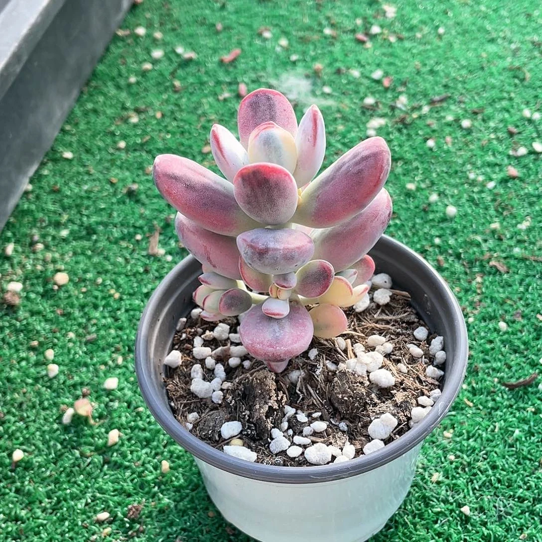 乒乓福娘金小群生带盆发货