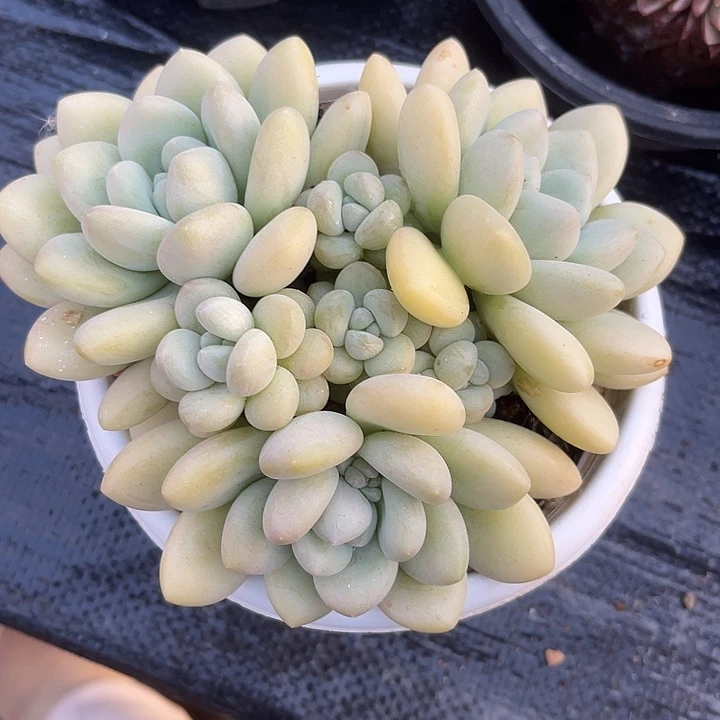 泡泡糖两单包邮，一物一拍