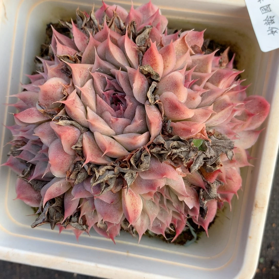 3950杂交多肉老桩