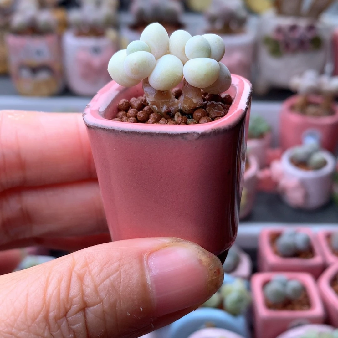 水光针奶酪带花盆发货