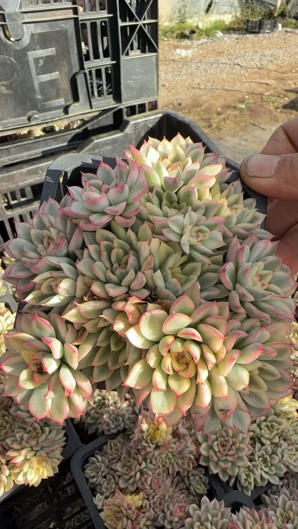 女雏锦九公分盆 多肉植物满两单包邮