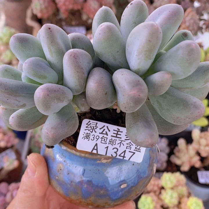 米可8cm1347多肉植物