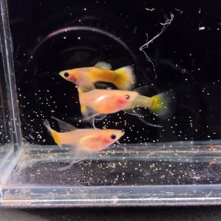 孔雀鱼黄金玻璃猫大C3母1公