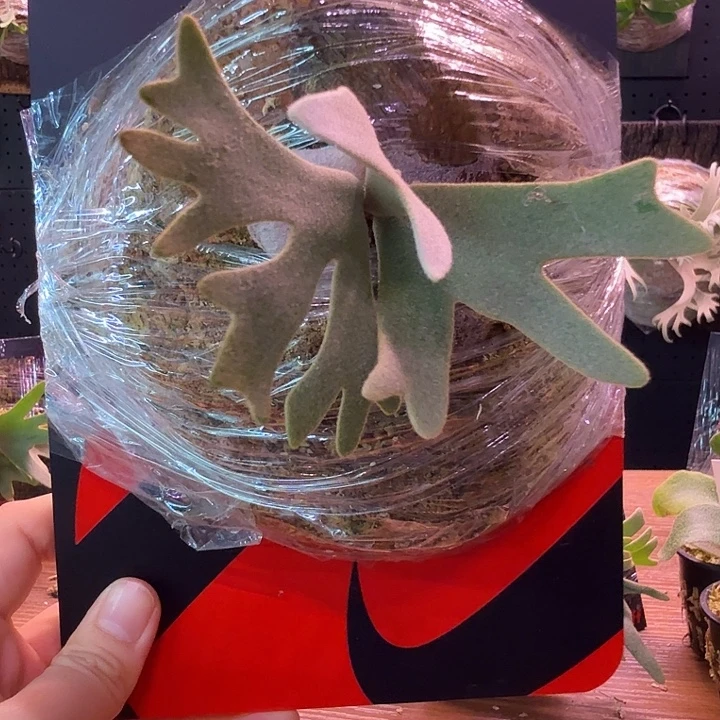 不开花植物金童 孢子苗
