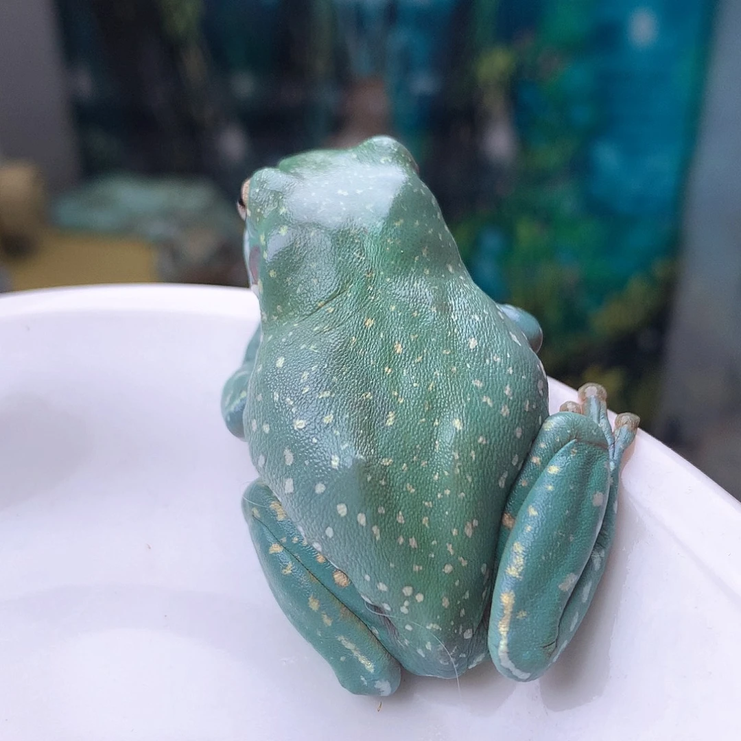 老爷树蛙7号精品潜力宝石蓝暴雪凸骨捡漏5加大尺寸