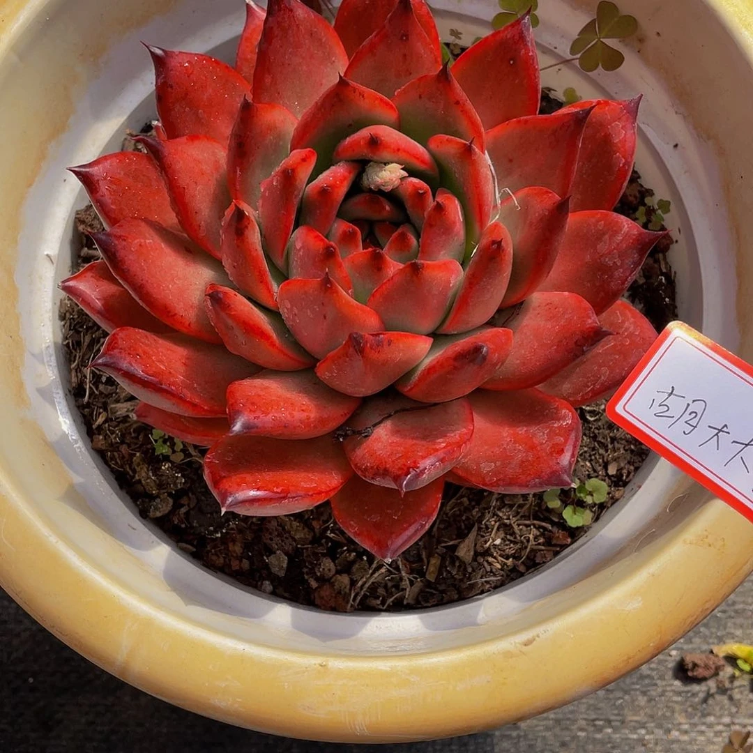 古****肥阿姆斯壮多肉植物