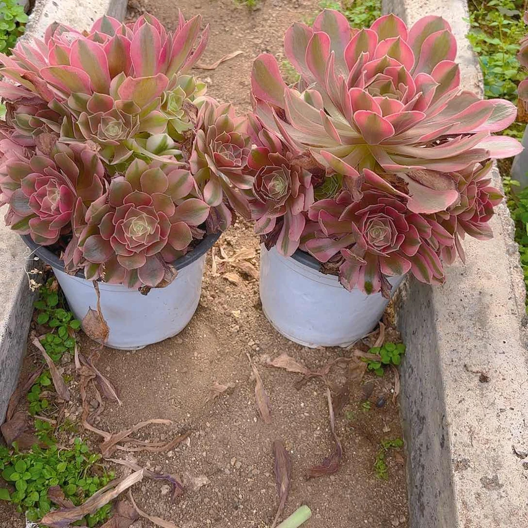 香妃多肉植物不周正两颗