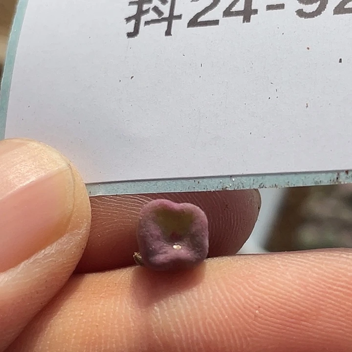 24-92方碗多肉植物