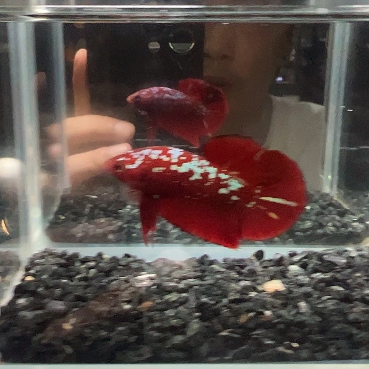 斗鱼一单包邮12日73