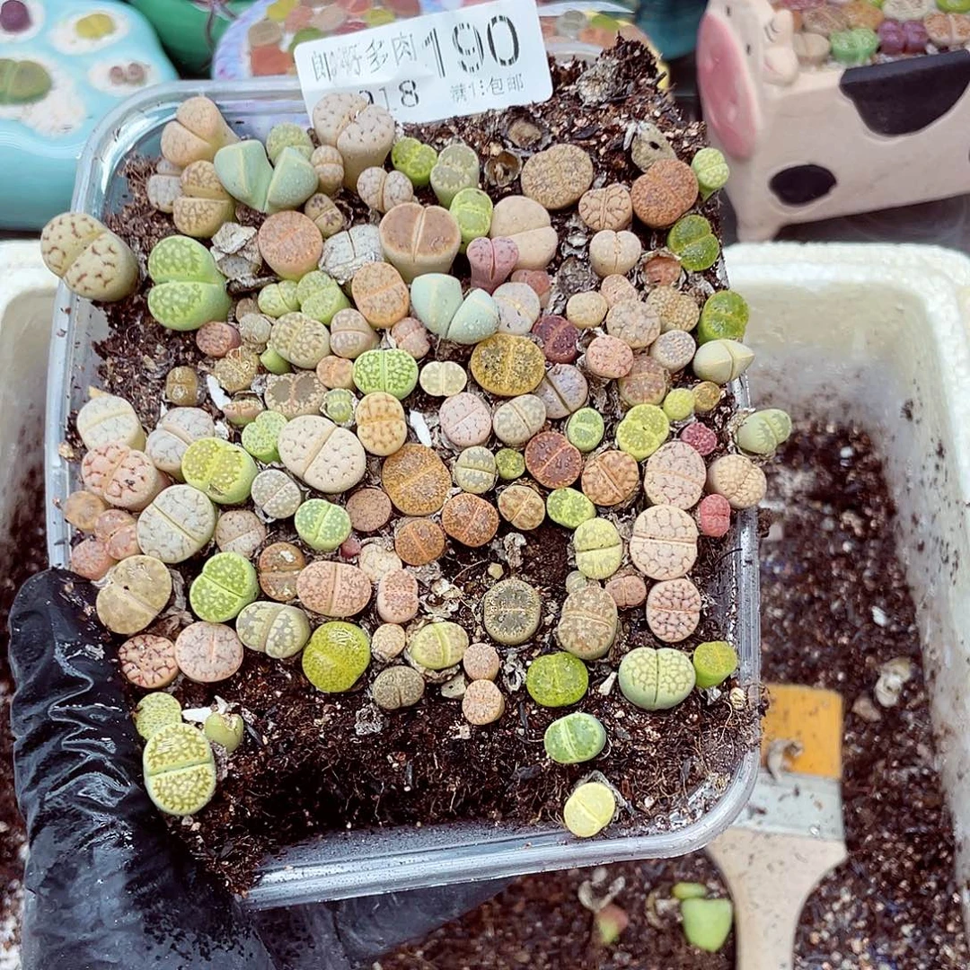 生石花满18包邮0918-190