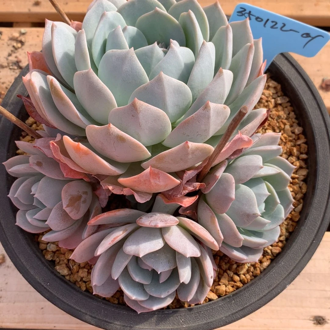 镇****室350122-01白茶