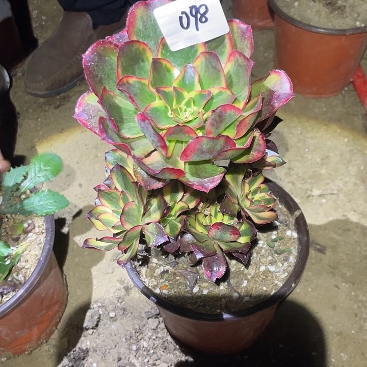 法师植物魅影法师098