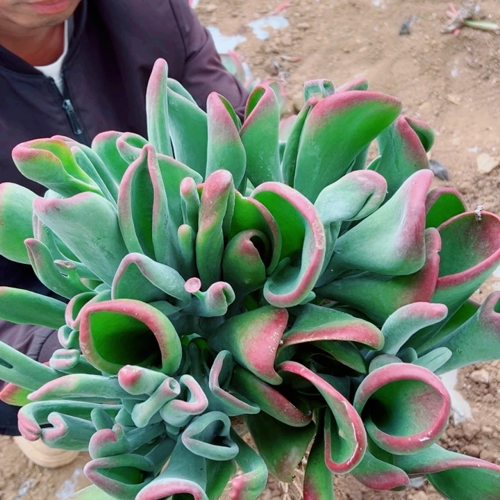 地栽火狐狸大号昆明发货