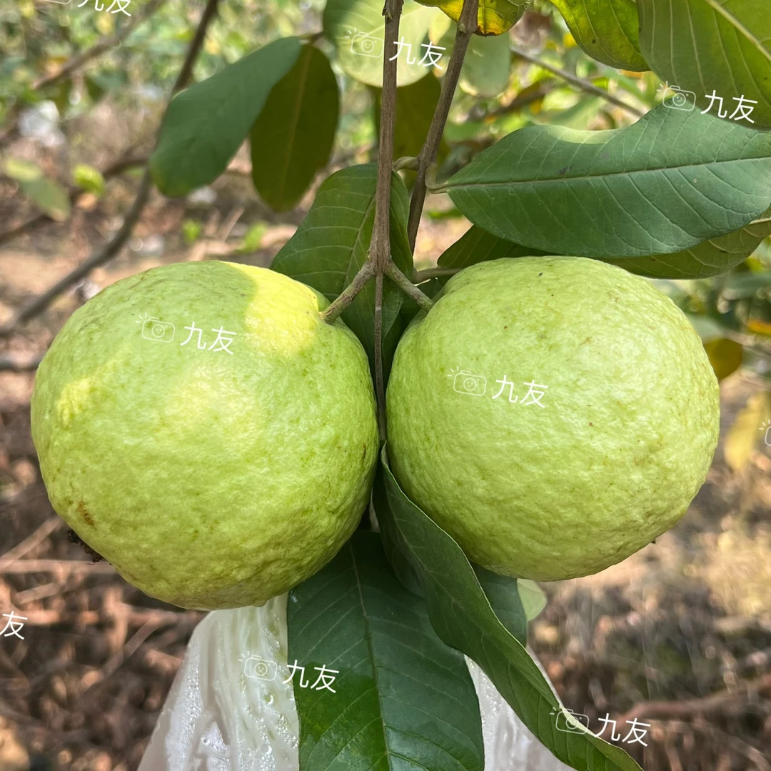 新鲜广州南沙万顷沙白心番石榴芭乐低糖爽脆清甜农家直供脆甜水果