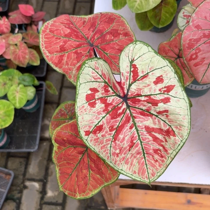 胖****雅哈哈泰国彩叶芋100-0707