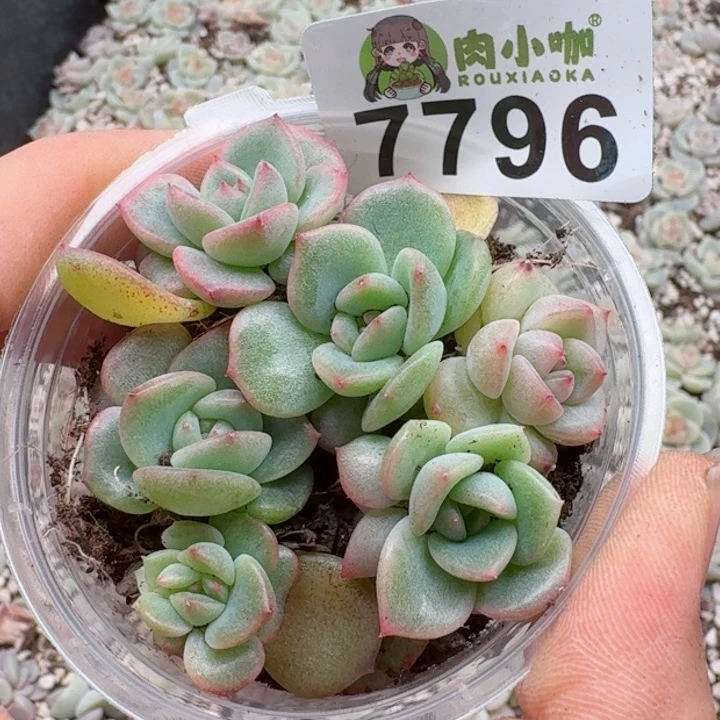 多肉植物多肉植物