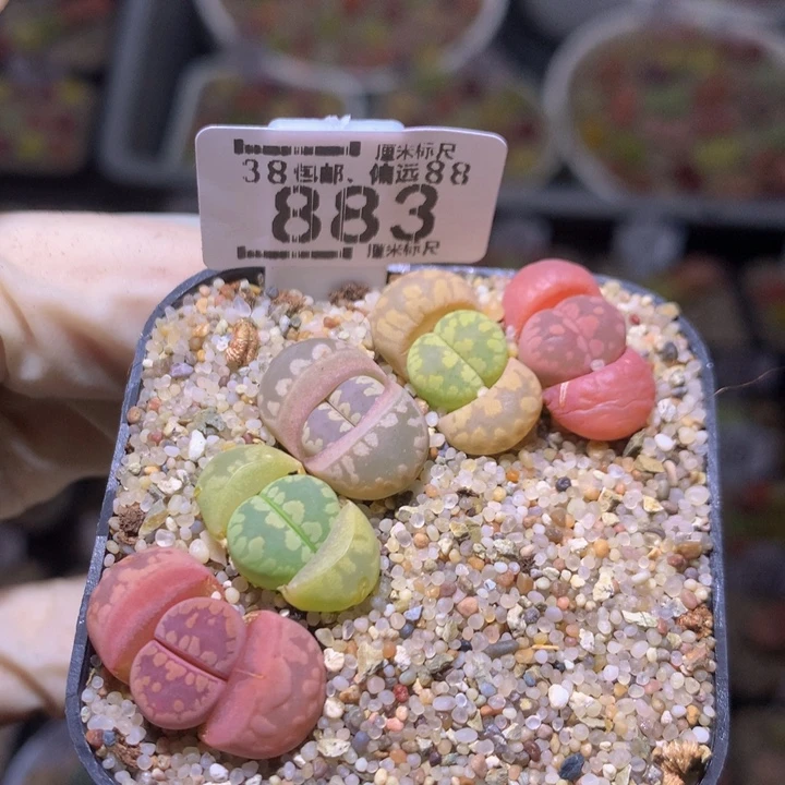 Sss精品生石花883