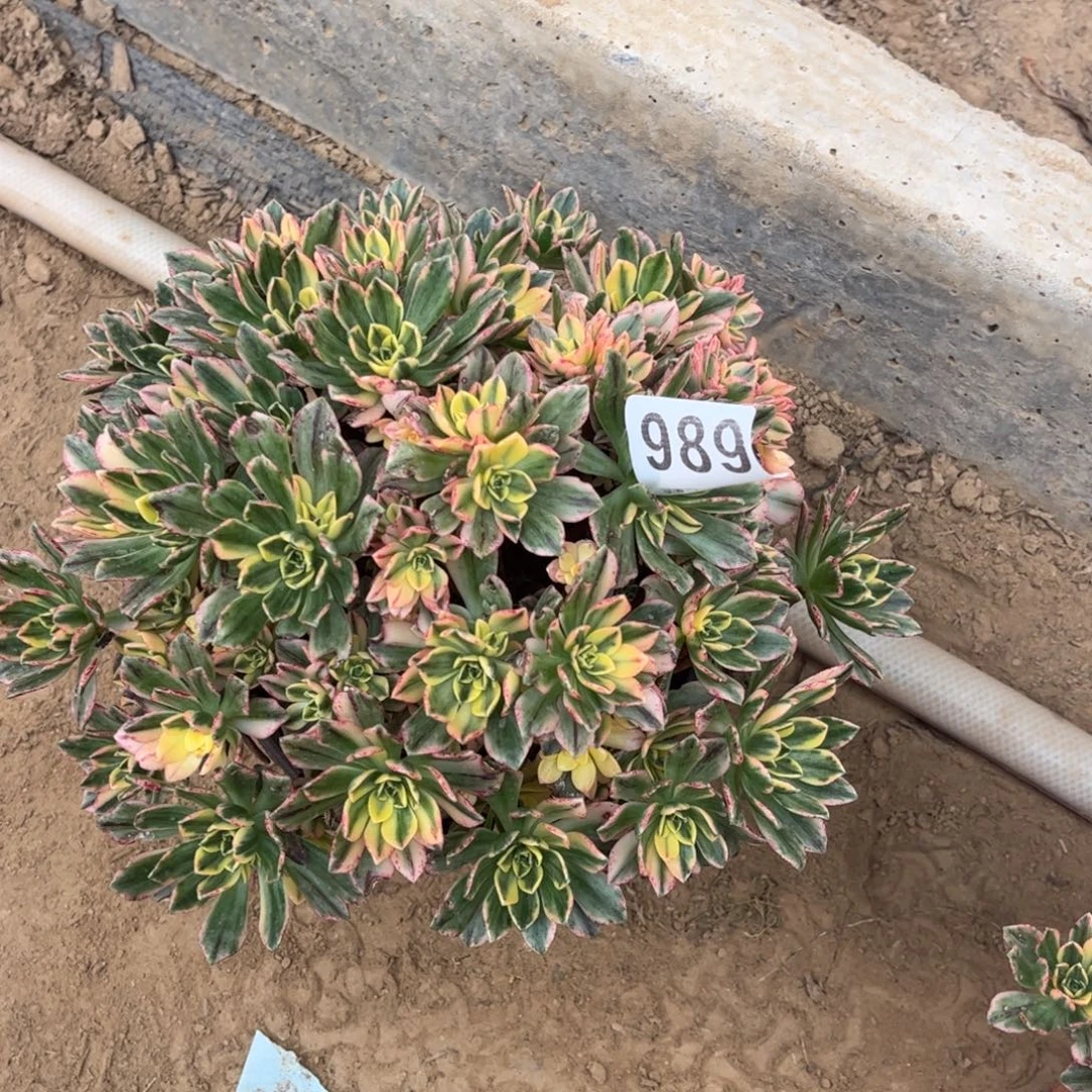 甜茶989不包断枝的