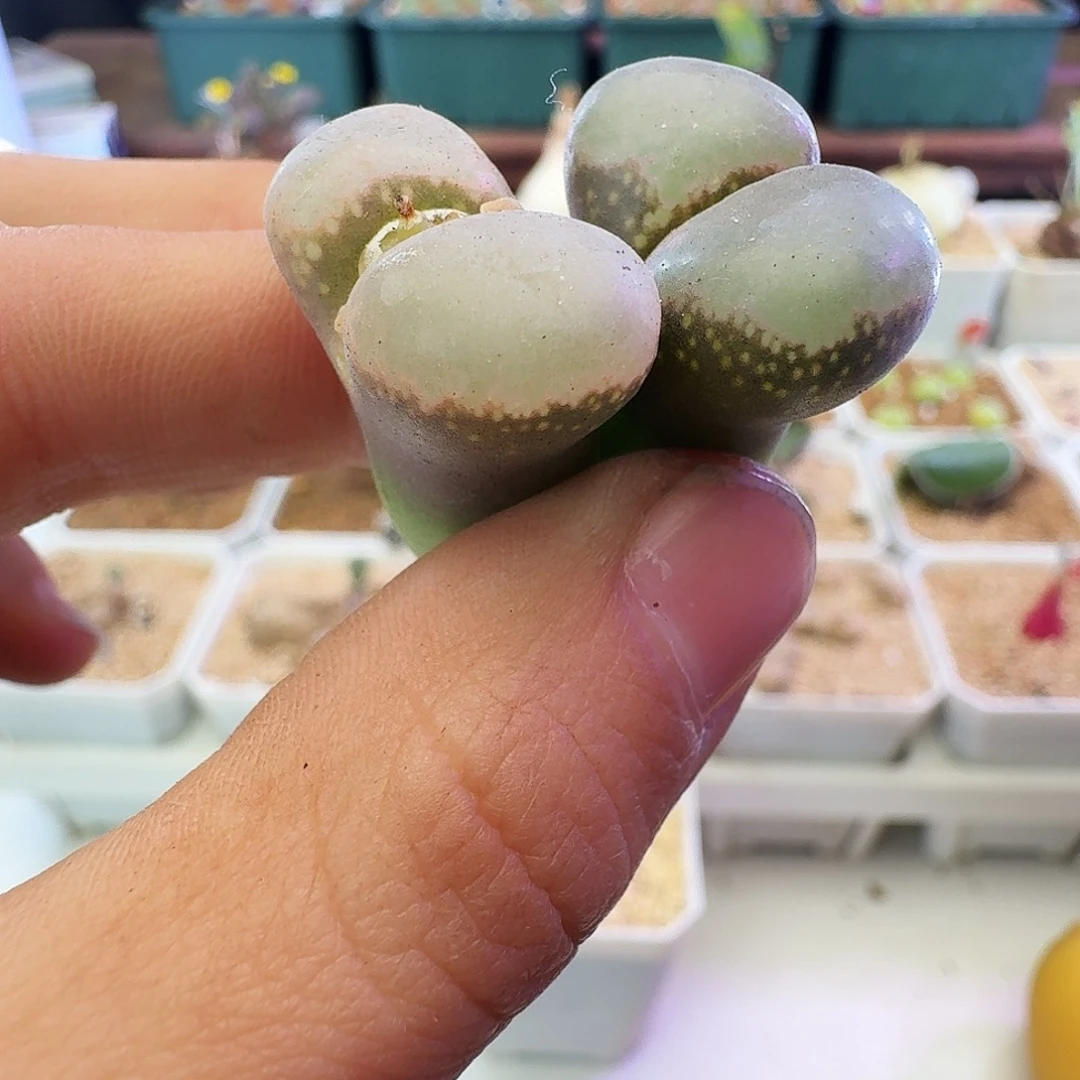 多肉植物福利宽翻窗选拔紫罗兰风铃341