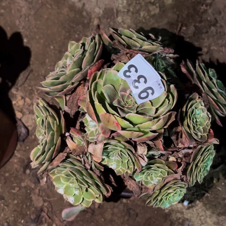 933粉花妖多肉植物不售后