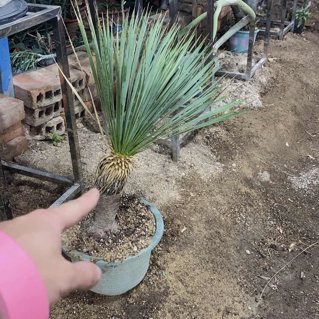 稻草人一棵11111111