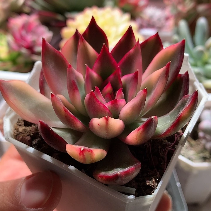 紫丽娜锦锦锦锦锦