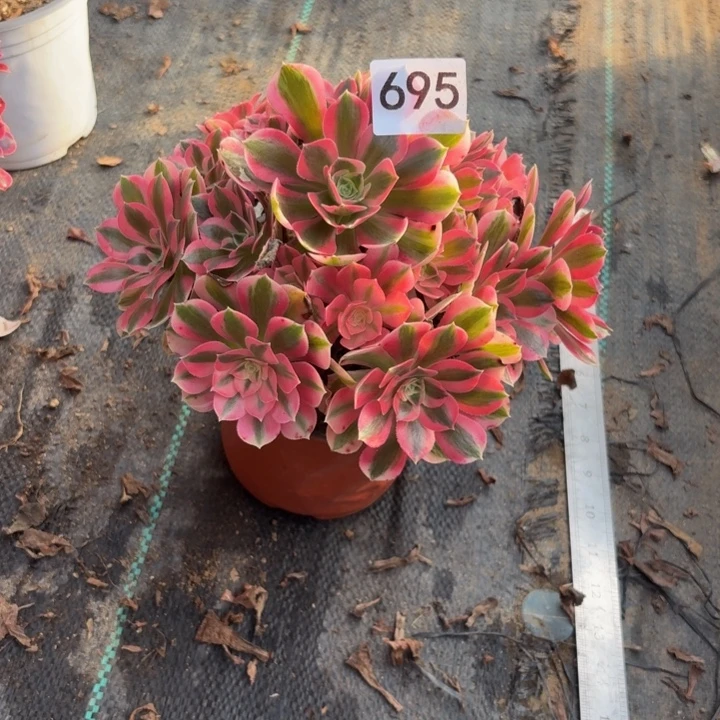 粉女巫多肉植物不包损695小棵