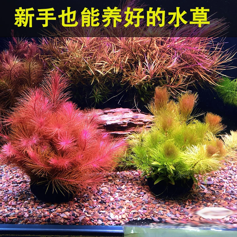 新手水草红草爬地珍珠坨草百叶金鱼藻绿羽毛等水草易养可净水增氧