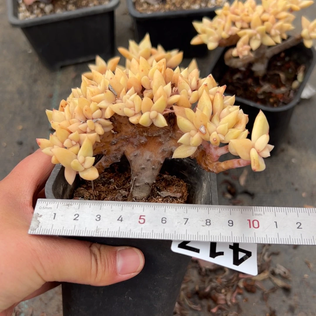 蓉417 多肉植物组合盆栽