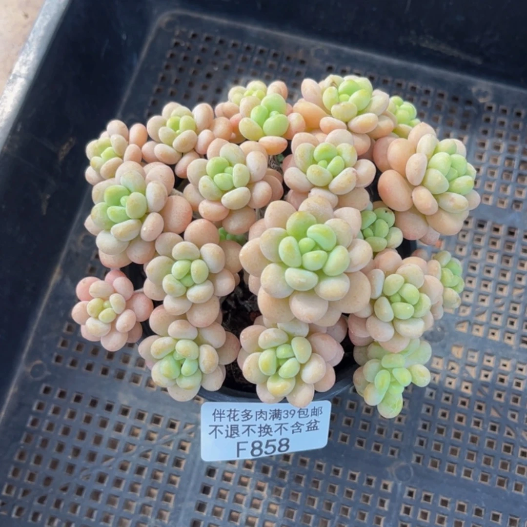 858-手捧洛可可多肉8cm