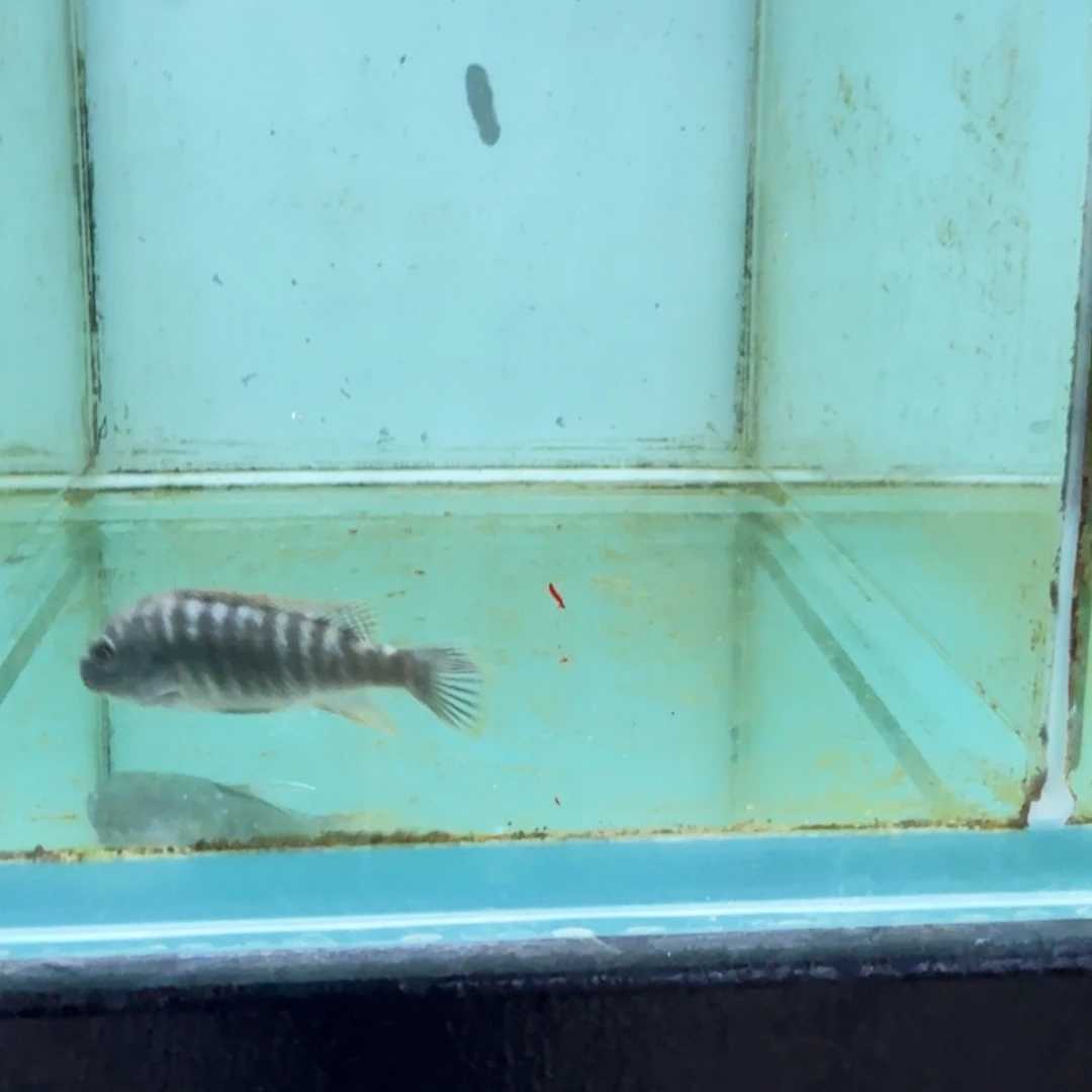 慈鲷1074卡丑一对。